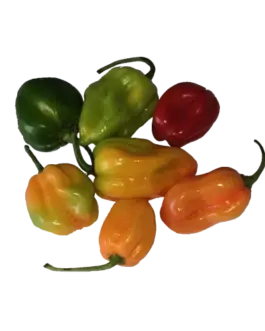 piment antillais habanero carton de 3 kg